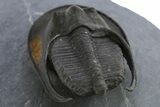 Detailed Scotoharpes Trilobite - Boudib, Morocco #312730-5